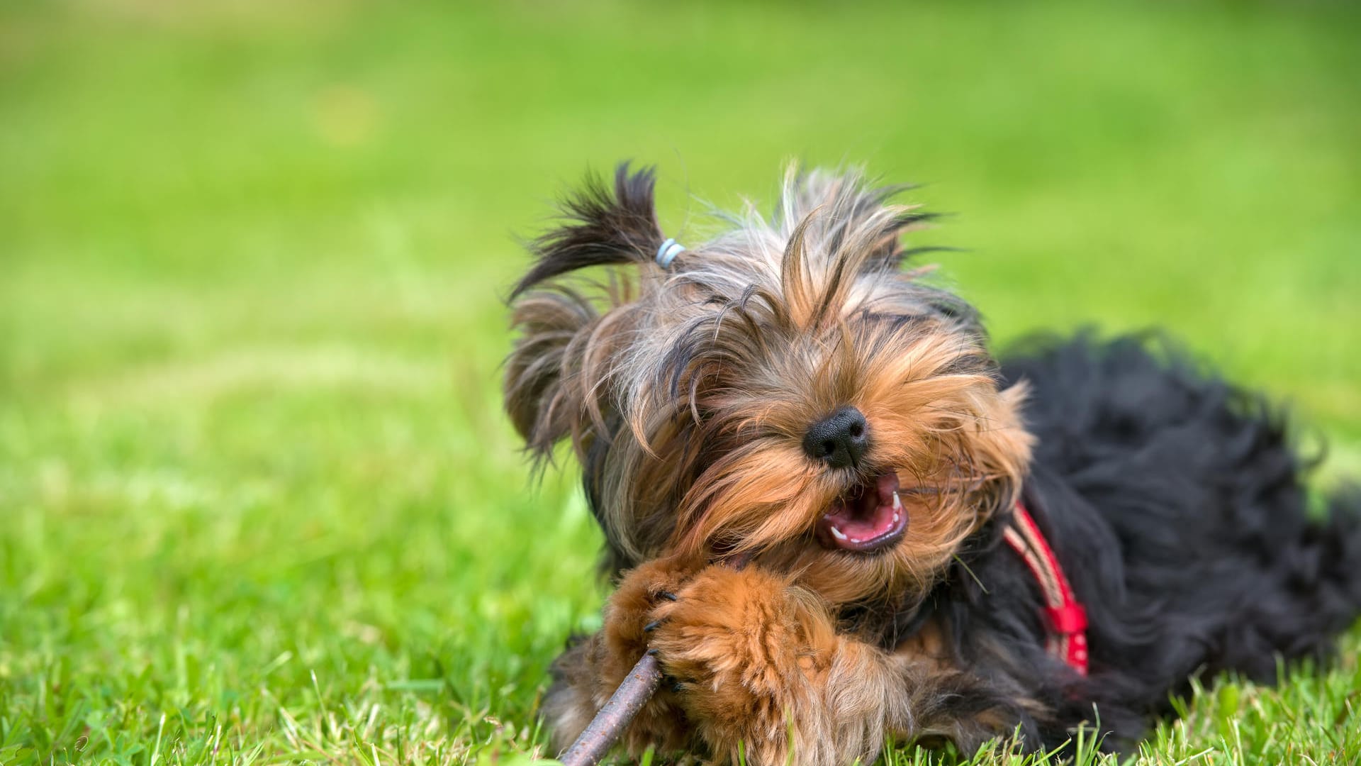 Ein Yorkshire Terrier Welpen (Symbolfoto): In Unna ist ein Hund bei einem Überfall tödlich verletzt worden. Ein Yorkshire Terrier Welpen (Symbolfoto): In Unna ist ein Hund bei einem Überfall tödlich verletzt worden.