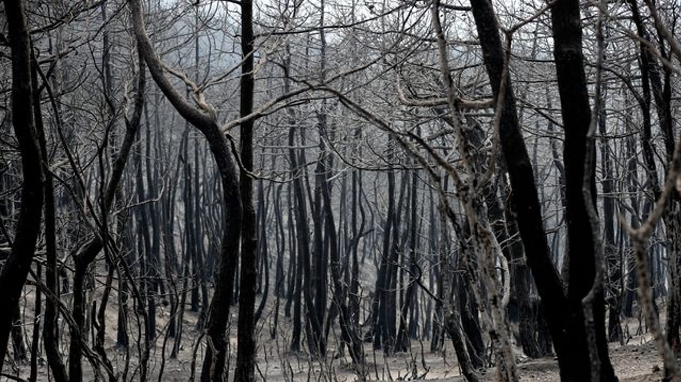 Verbrannte und verkohlte Bäume: Im September und Oktober 2020 soll es zu fast 190 Bränden gekommen sein.
