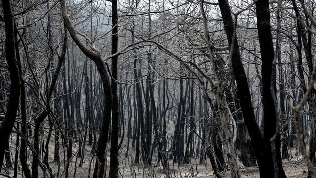 Verbrannte und verkohlte Bäume: Im September und Oktober 2020 soll es zu fast 190 Bränden gekommen sein. Verbrannte und verkohlte Bäume: Im September und Oktober 2020 soll es zu fast 190 Bränden gekommen sein.