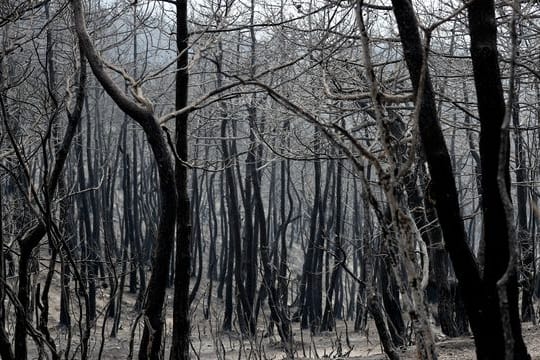 Verbrannte und verkohlte Bäume: Im September und Oktober 2020 soll es zu fast 190 Bränden gekommen sein.