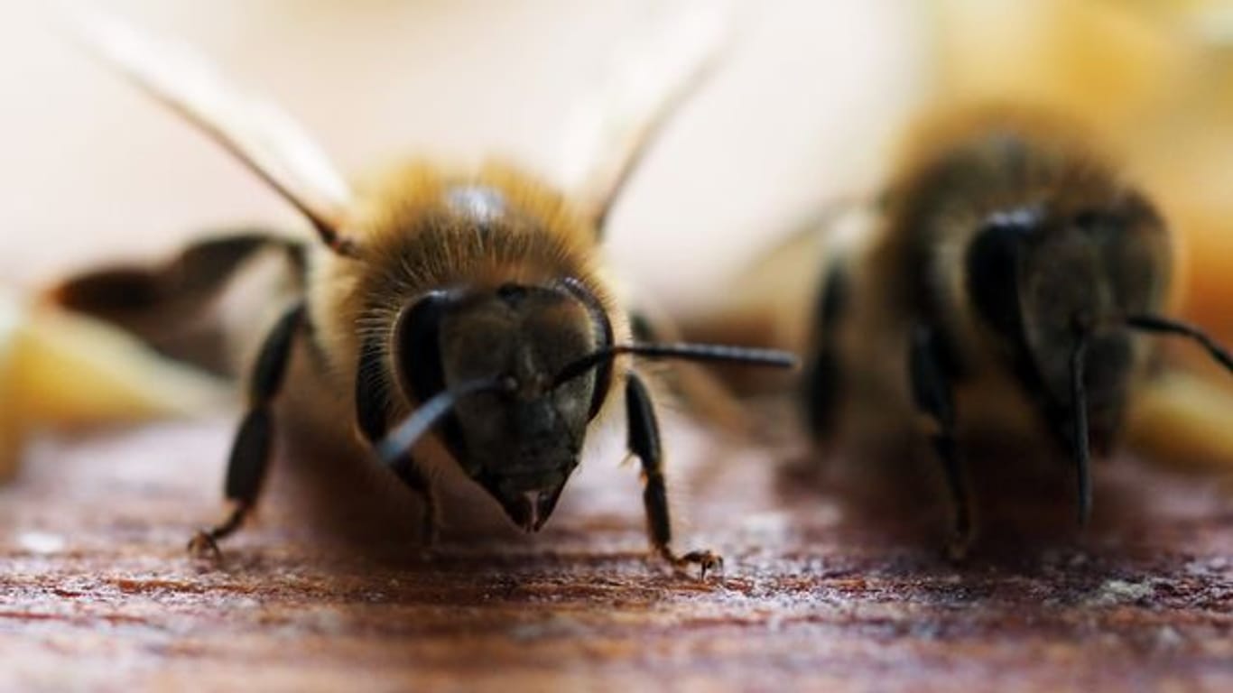 Um den Genpool der eigenen Bienenvölker zu stärken, importiert Australien Bienenköniginnen aus Europa.