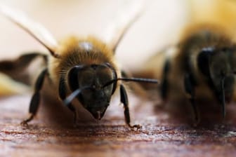 Um den Genpool der eigenen Bienenvölker zu stärken, importiert Australien Bienenköniginnen aus Europa.