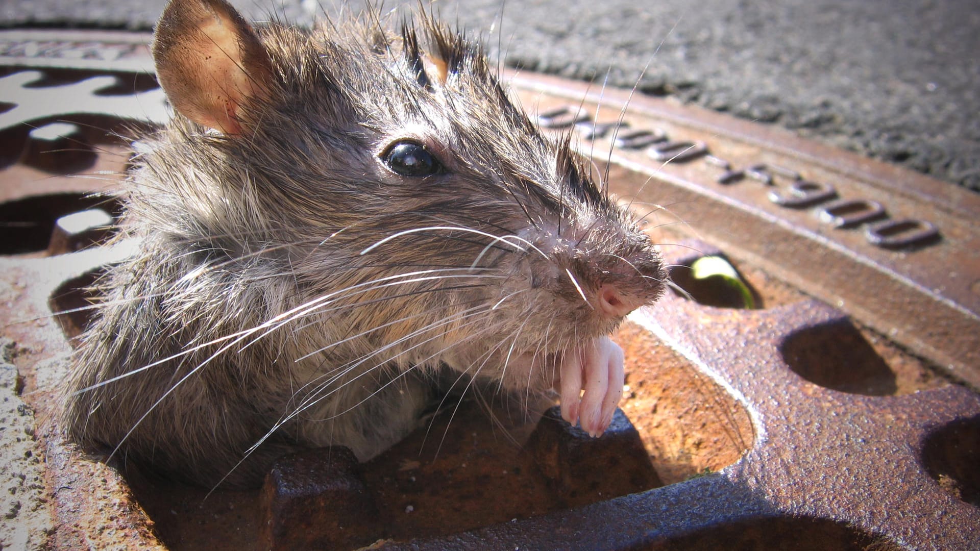 Ratte: Die Nagetiere nutzen die Kanalisation, um weitere Strecken schneller zurück legen zu können.