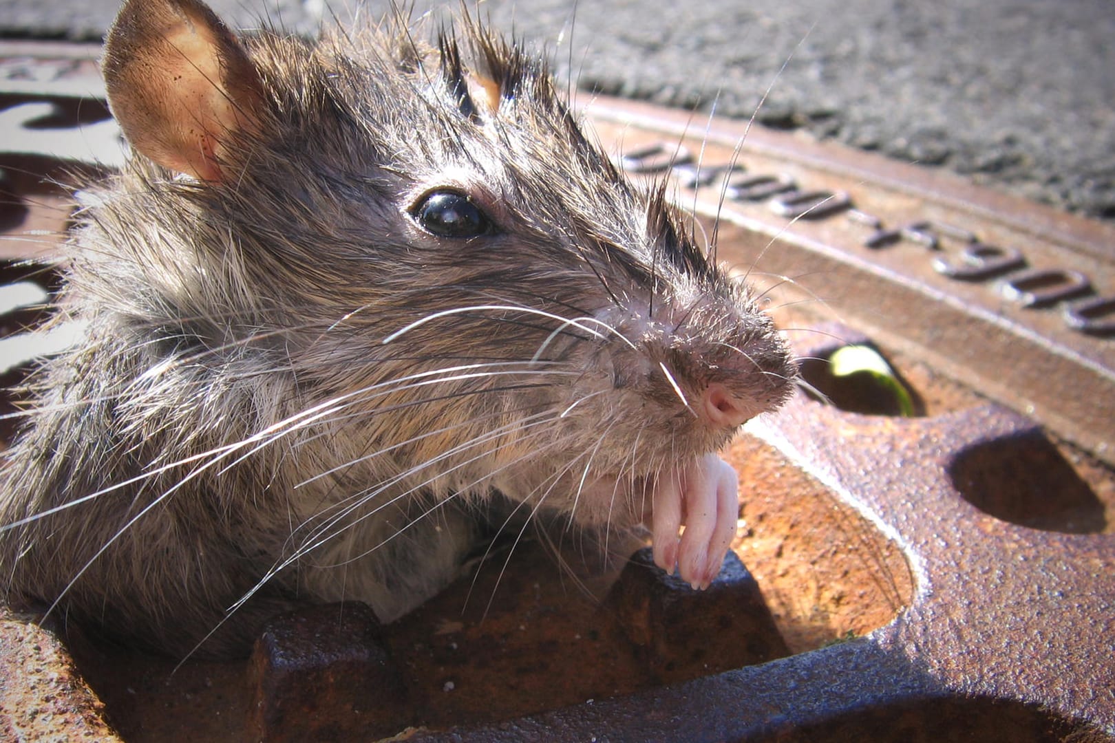 Ratte: Die Nagetiere nutzen die Kanalisation, um weitere Strecken schneller zurück legen zu können.