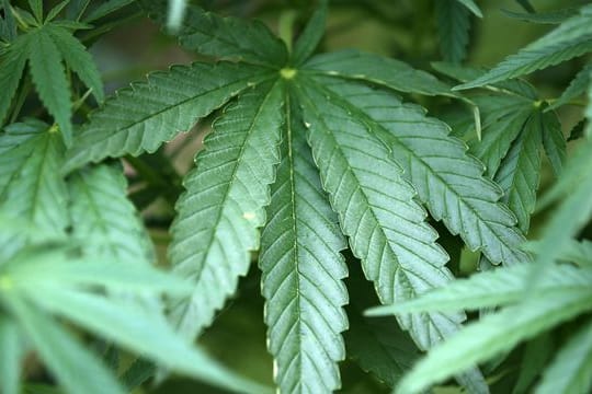 Hanf-Pflanzen: Luxemburgs Regierung verfolgt seit einiger Zeit Pläne, den Anbau, Verkauf und Konsum zum persönlichen Gebrauch zu legalisieren.