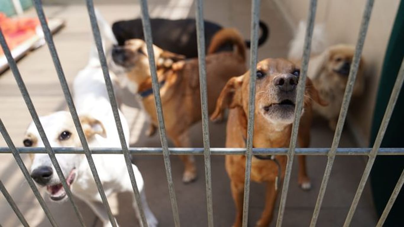 In Großbritannien werden einem Bericht zufolge derzeit viele Hunde ins Tierheim gebracht.