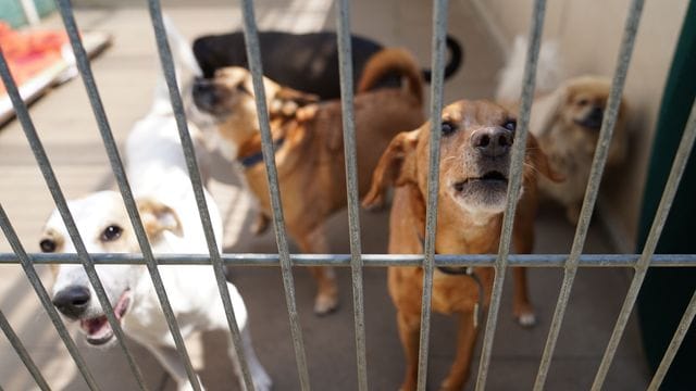In Großbritannien werden einem Bericht zufolge derzeit viele Hunde ins Tierheim gebracht. In Großbritannien werden einem Bericht zufolge derzeit viele Hunde ins Tierheim gebracht.