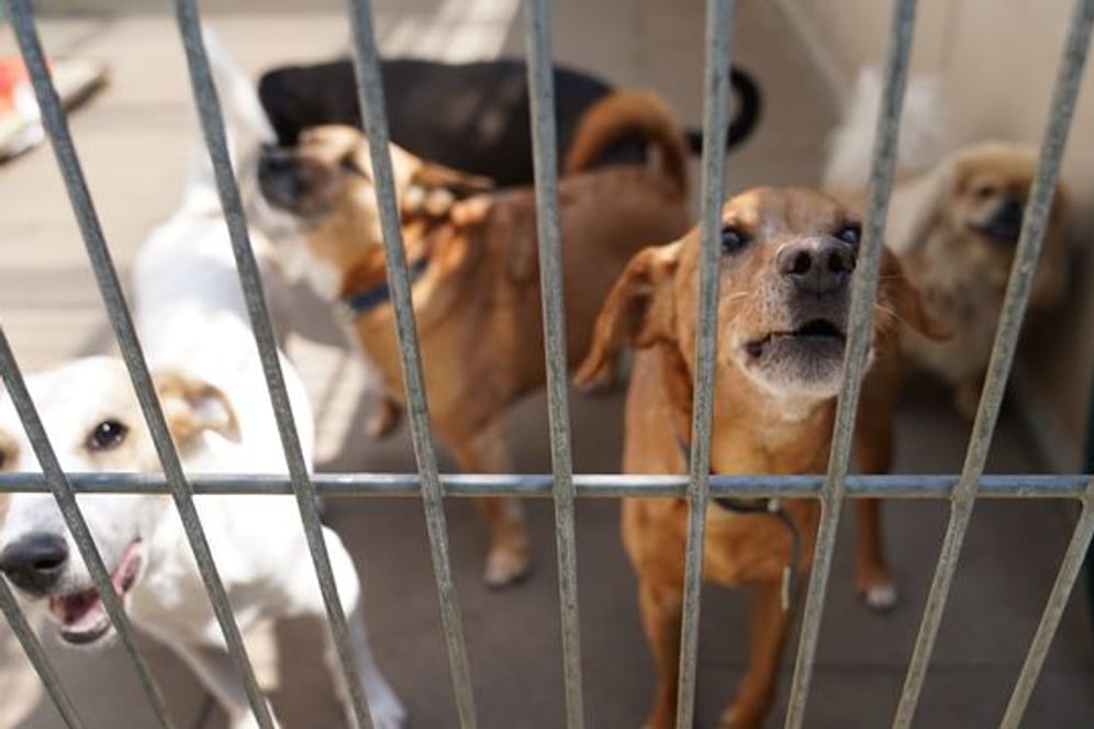 In Großbritannien werden einem Bericht zufolge derzeit viele Hunde ins Tierheim gebracht.