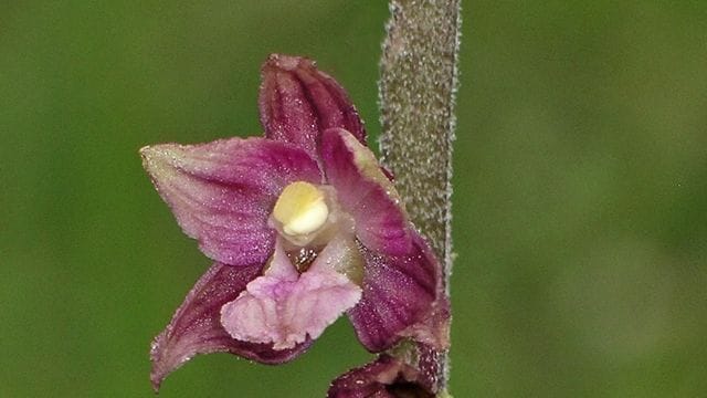 Die Braunrote Ständelwurz beginnt Anfang Juni mit der Blüte.