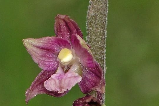 Die Braunrote Ständelwurz beginnt Anfang Juni mit der Blüte.