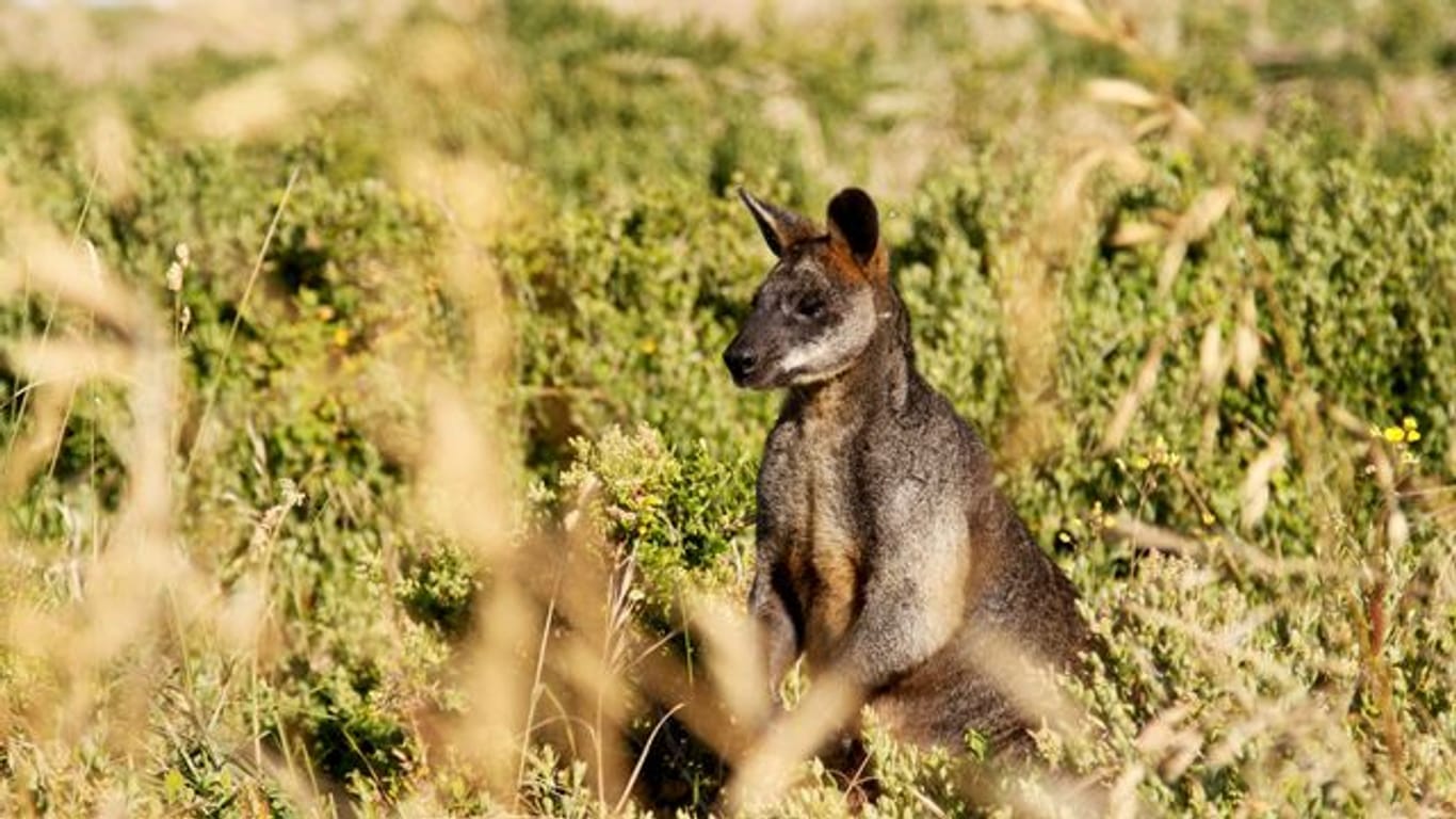 Seit mehr als zehn Jahren lebt ein Känguru auf einem Bauernhof in Waghäusel.
