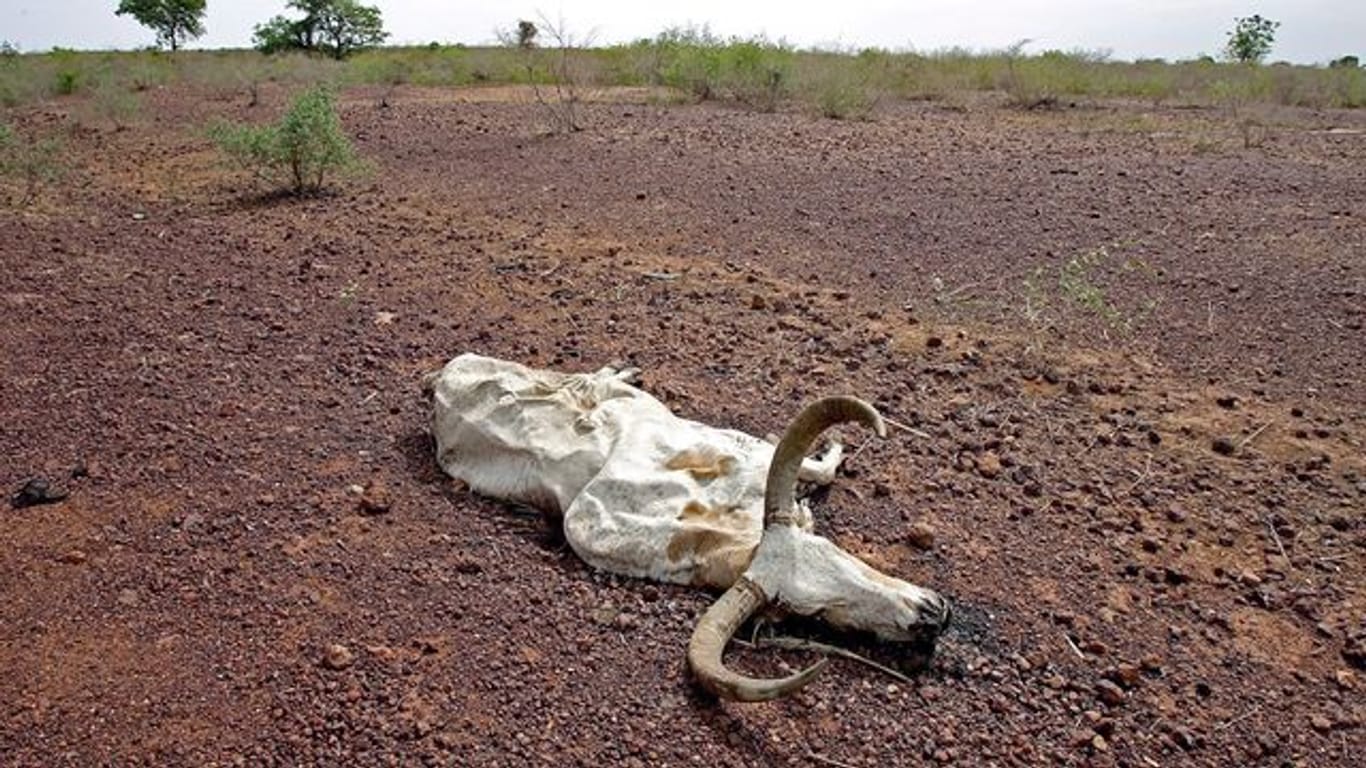Ein totes Rind liegt auf ausgetrocknetem Boden in Falaise de Bandiagara in Mali (Archivbild).