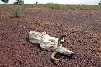 Ein totes Rind liegt auf ausgetrocknetem Boden in Falaise de Bandiagara in Mali (Archivbild).