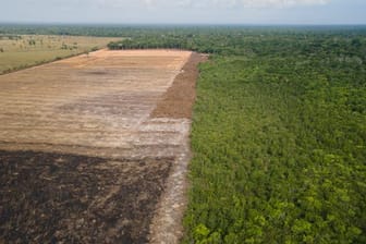 Eine verbrannte und abgeholzte Fläche in einem Amazonas-Gebiet.