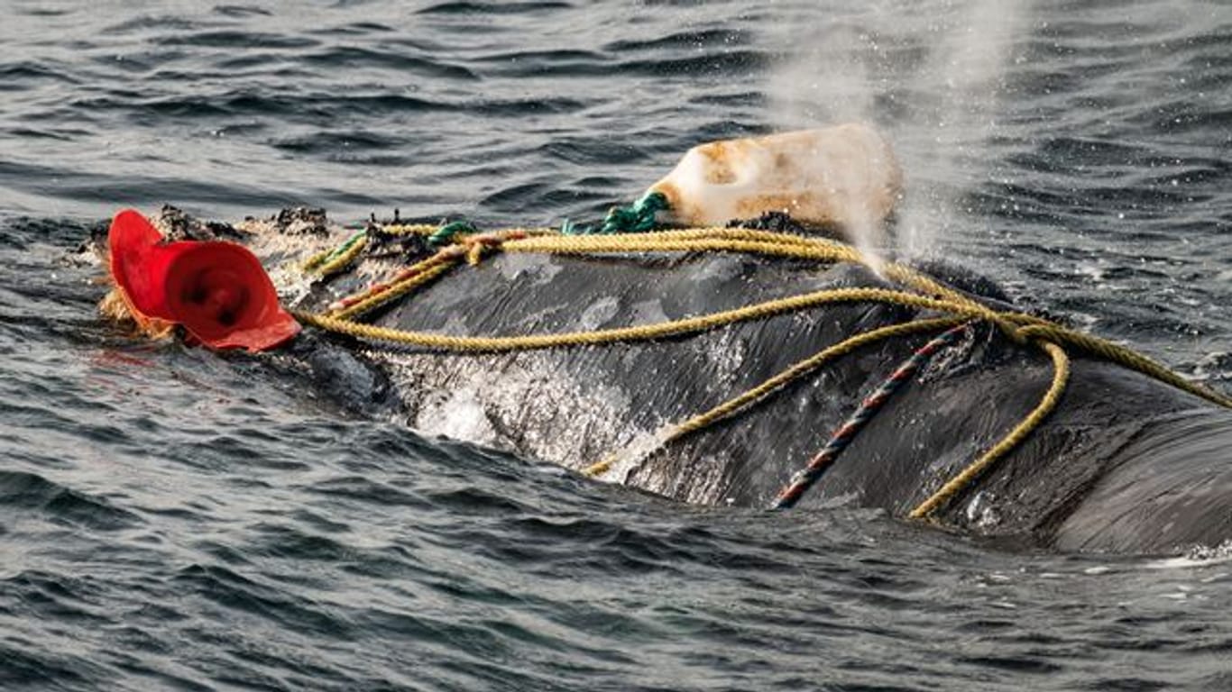 Fischereiseile wickeln sich um das Blasloch eines schwer verwickelten Nordatlantischen Glattwals im Sankt-Lorenz-Golf.