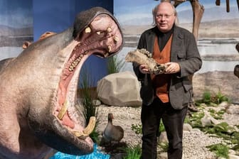 Wilfried Rosendahl, Generaldirektor Reiss-Engelhorn-Museen, neben der lebensechten Rekonstruktion eines Flusspferdes in der Ausstellung "Eiszeit-Safari".