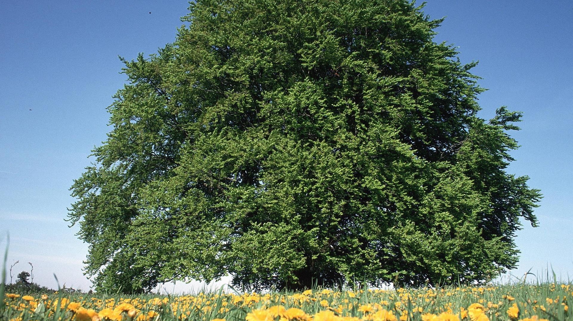 Rotbuche (Fagus sylvatica). Sie ist der in Deutschland häufigste Laubbaum.