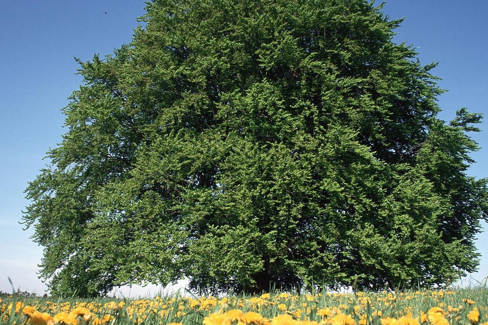 Rotbuche (Fagus sylvatica). Sie ist der in Deutschland häufigste Laubbaum.