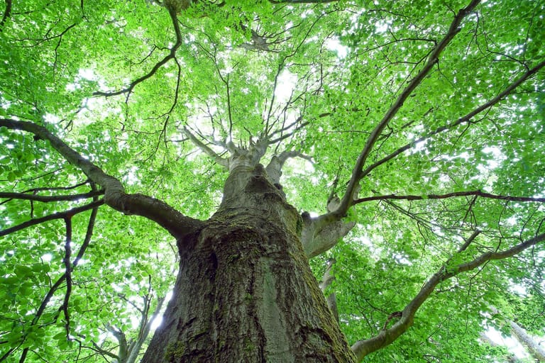 Baum des Jahres 2022: Rotbuche (Fagus sylvatica)