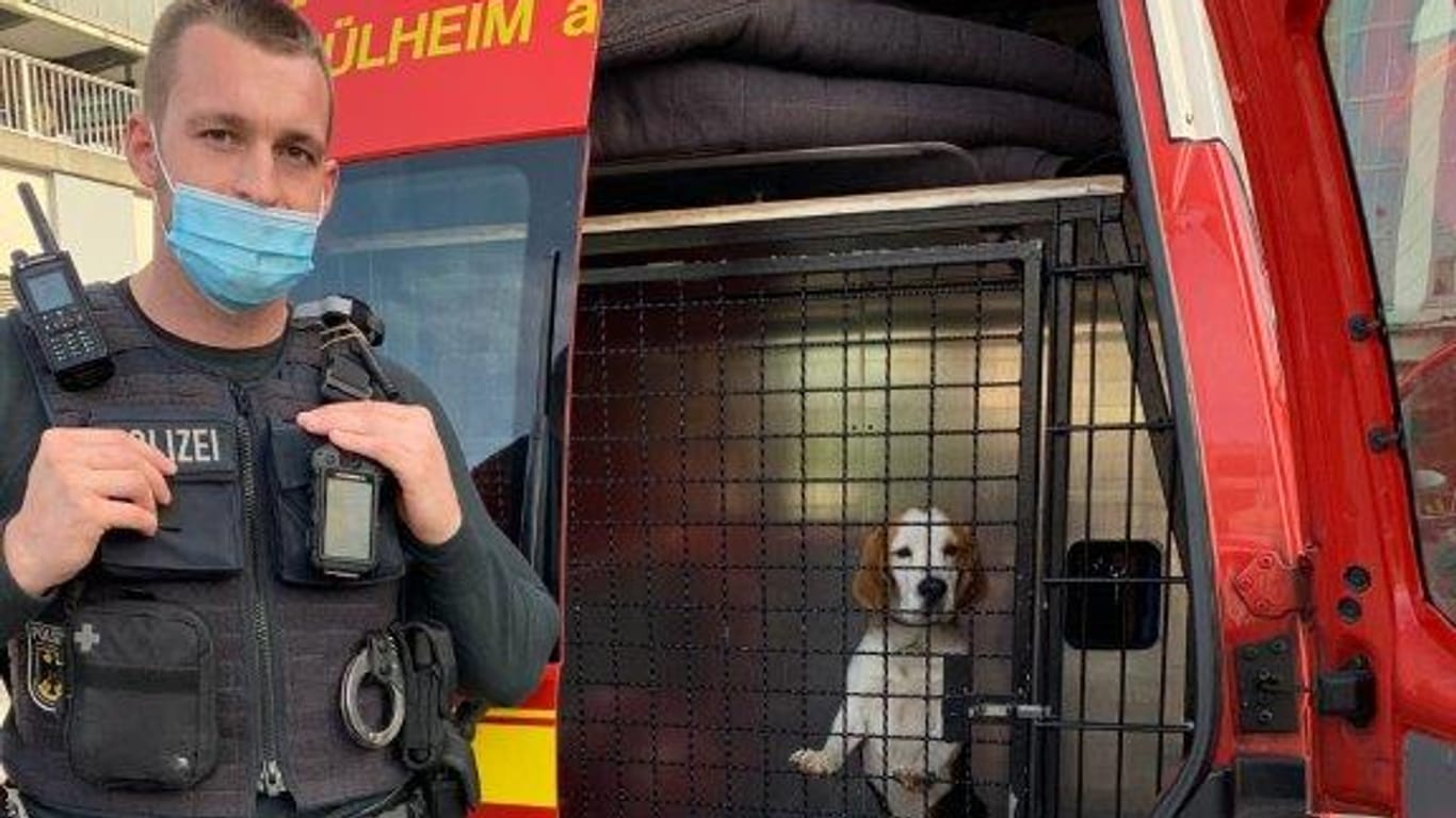 Ein neugieriger Hund in einem Zwinger: Die Welpen wurden in ein städtisches Tierheim gebracht.