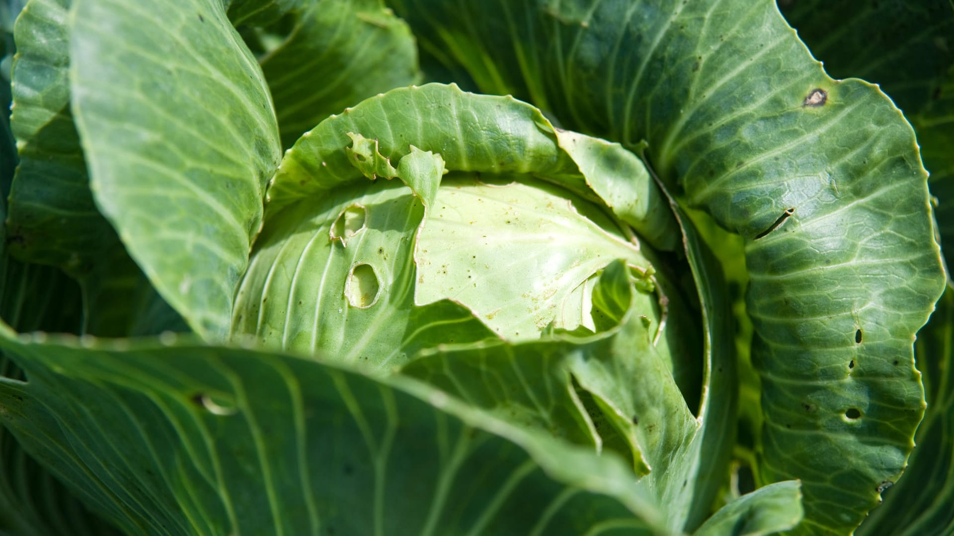 Weißkohl: Er ist eine Vitamin C-Bombe. Außerdem versorgt er den Körper mit wichtigen Ballaststoffen, Kalium, Eisen und Jod.