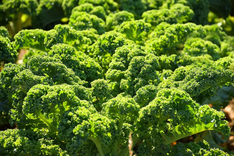 Grünkohl: In dem Gemüse steckt viel Gutes wie Provitamin A, B-Vitamine, Folsäure sowie Vitamin C und E.