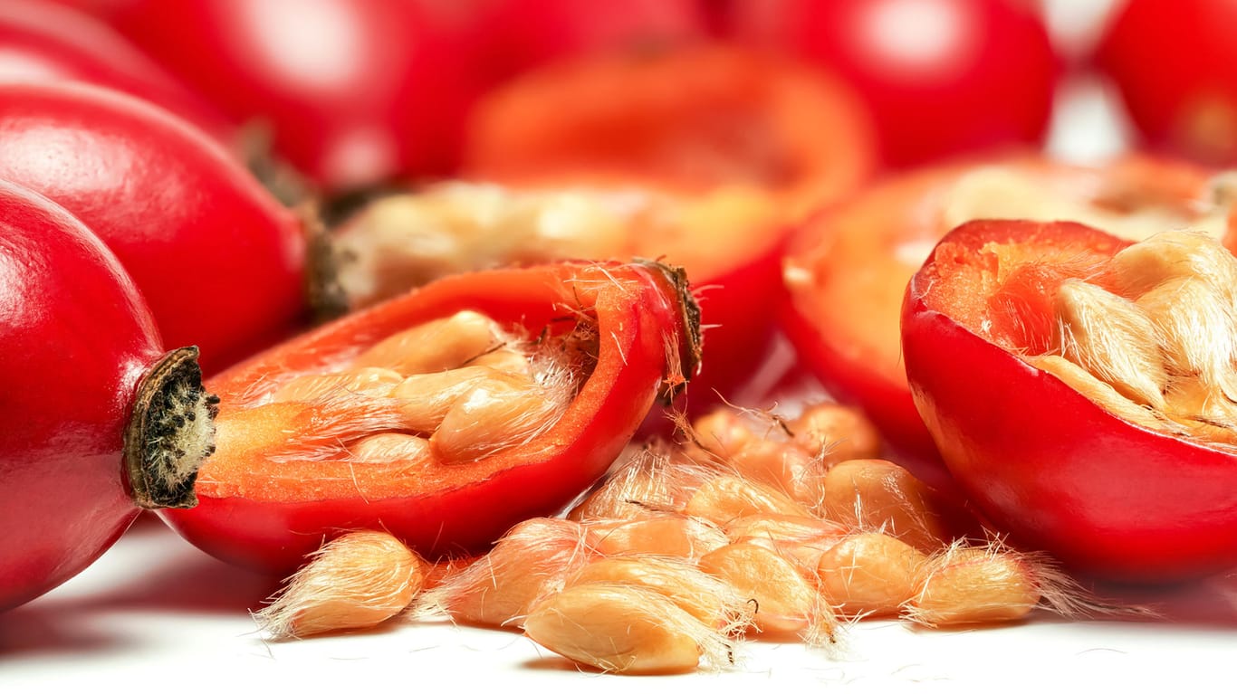 Hagebutten: Die feinen Härchen an den Samen im Inneren der Früchte lösen einen Juckreiz auf der Haut aus.