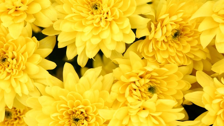 Chrysanthemum: Wenn Sie die Chrysanthemen den Sommer über immer wieder abdecken und damit kürzere Tage simulieren, blühen sie schon früher.