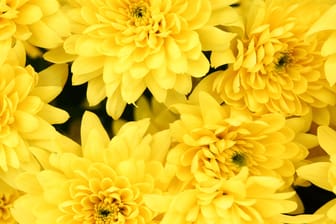 Chrysanthemum: Wenn Sie die Chrysanthemen den Sommer über immer wieder abdecken und damit kürzere Tage simulieren, blühen sie schon früher.