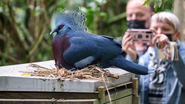 Viktoria-Krontauben brüten im Leipziger Zoo Viktoria-Krontauben brüten im Leipziger Zoo