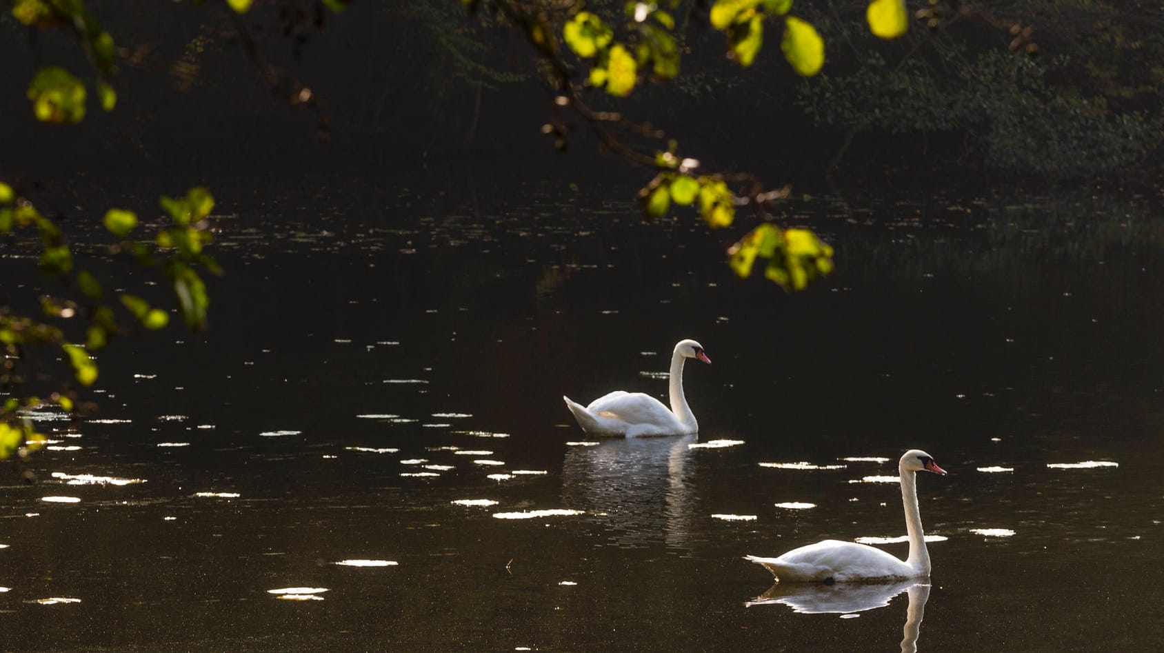 Schwäne schwimmen auf einem See (Symbolbild): In Landkreis Leipzig wurde ein getöteter Schwan entdeckt. Schwäne schwimmen auf einem See (Symbolbild): In Landkreis Leipzig wurde ein getöteter Schwan entdeckt.