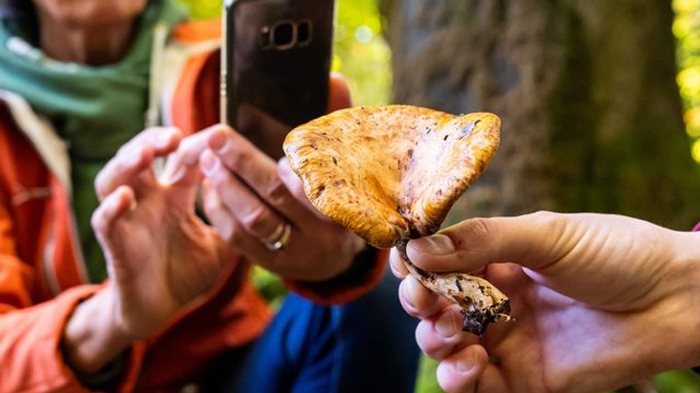 Was ist das für ein Pilz? Smartphone-Apps liefern eine erste Einschätzung.