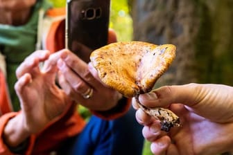 Was ist das für ein Pilz? Smartphone-Apps liefern eine erste Einschätzung.