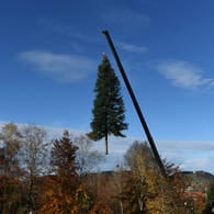 Christbaum: Die Weißtanne ist 27 Meter hoch.