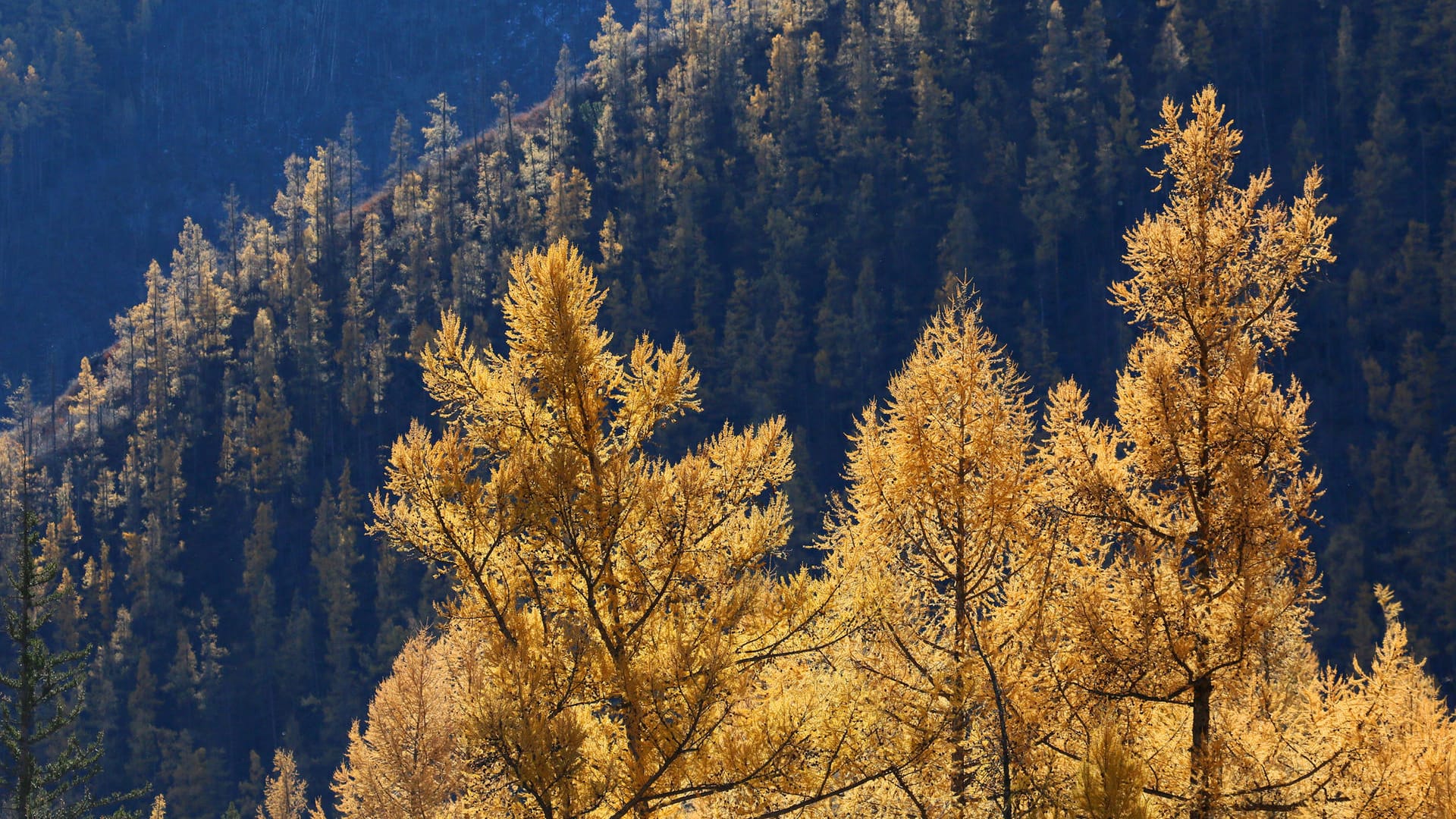 Wald in Russland: Erst am Dienstag kam das Land als zentraler Unterstützer der Initiative hinzu.