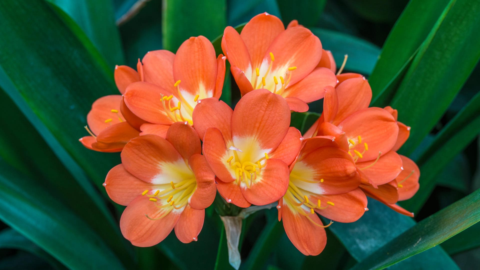 Klivie (Clivia miniata): Sie blüht ab Februar, wenn sie zuvor dunkel überwintert hat.