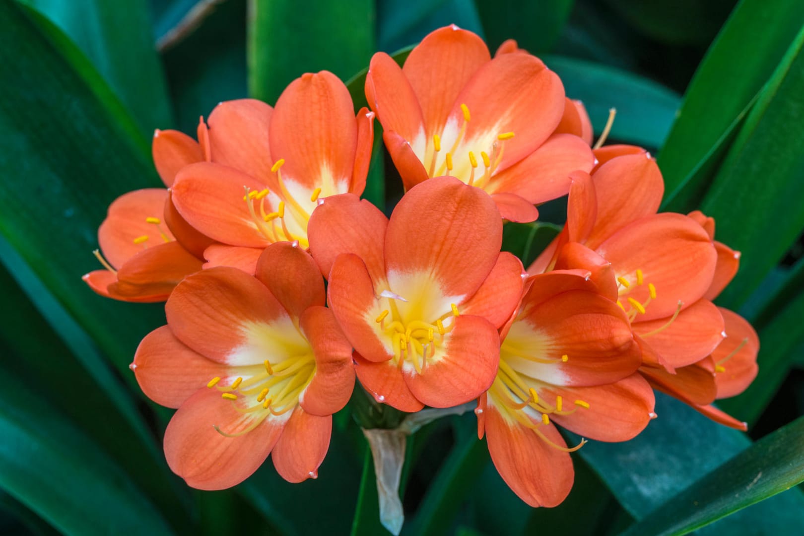 Klivie (Clivia miniata): Sie blüht ab Februar, wenn sie zuvor dunkel überwintert hat.