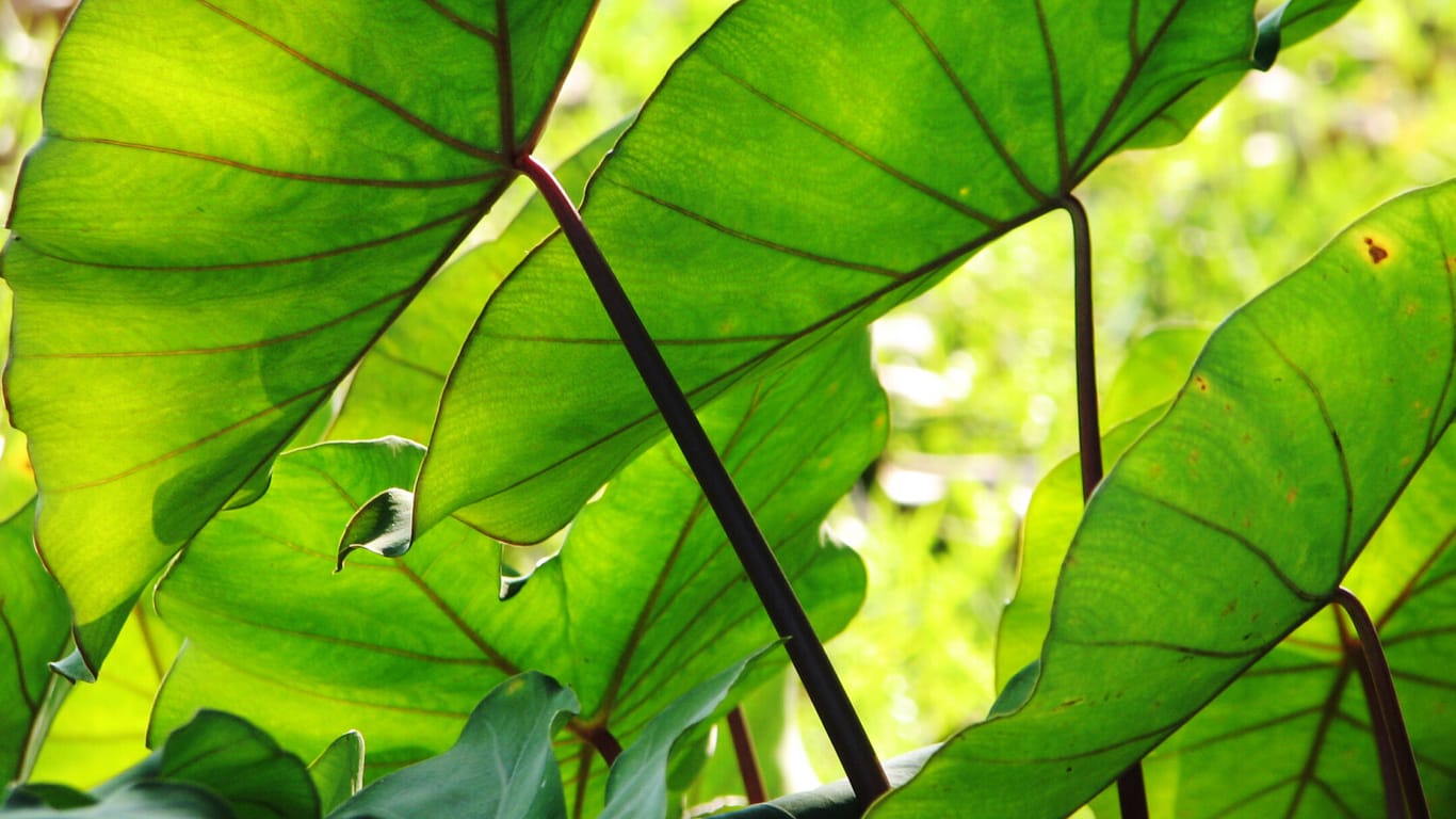 Elefantenohr (Alocasia macrorrhizos): Seine Blätter können einen Durchmesser von bis zu einem Meter erreichen.