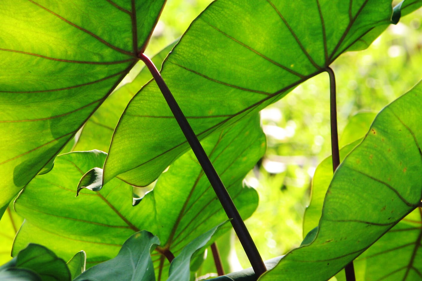 Elefantenohr (Alocasia macrorrhizos): Seine Blätter können einen Durchmesser von bis zu einem Meter erreichen.