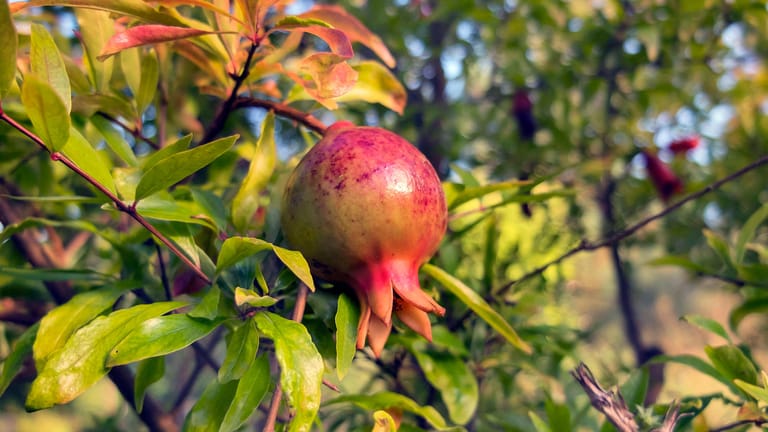 Granatapfelbaum: Die Frucht hat Ähnlichkeit mit einem Apfel.