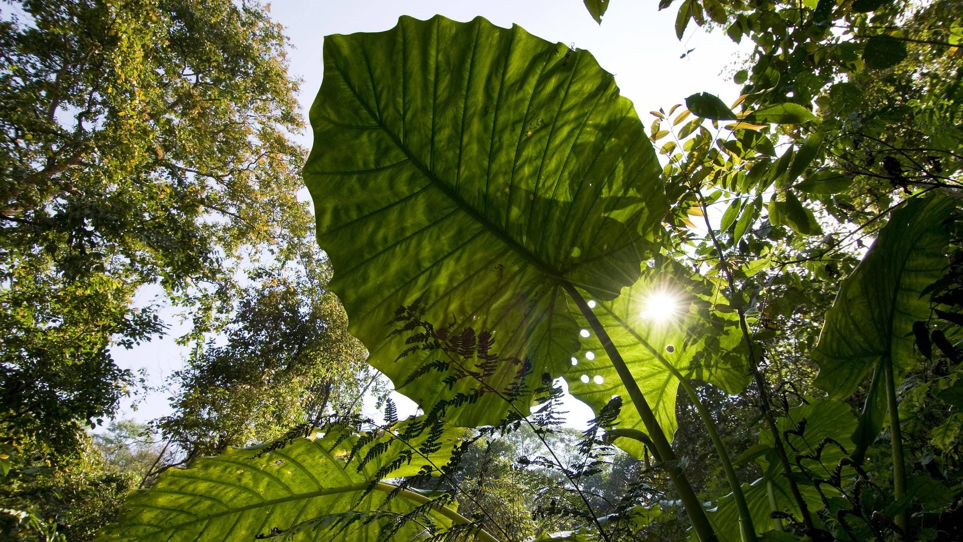 Riesen-Elefantenohr (Alocasia odora): Diese Alokasien-Art ist in Ost- und Südostasien beheimatet.