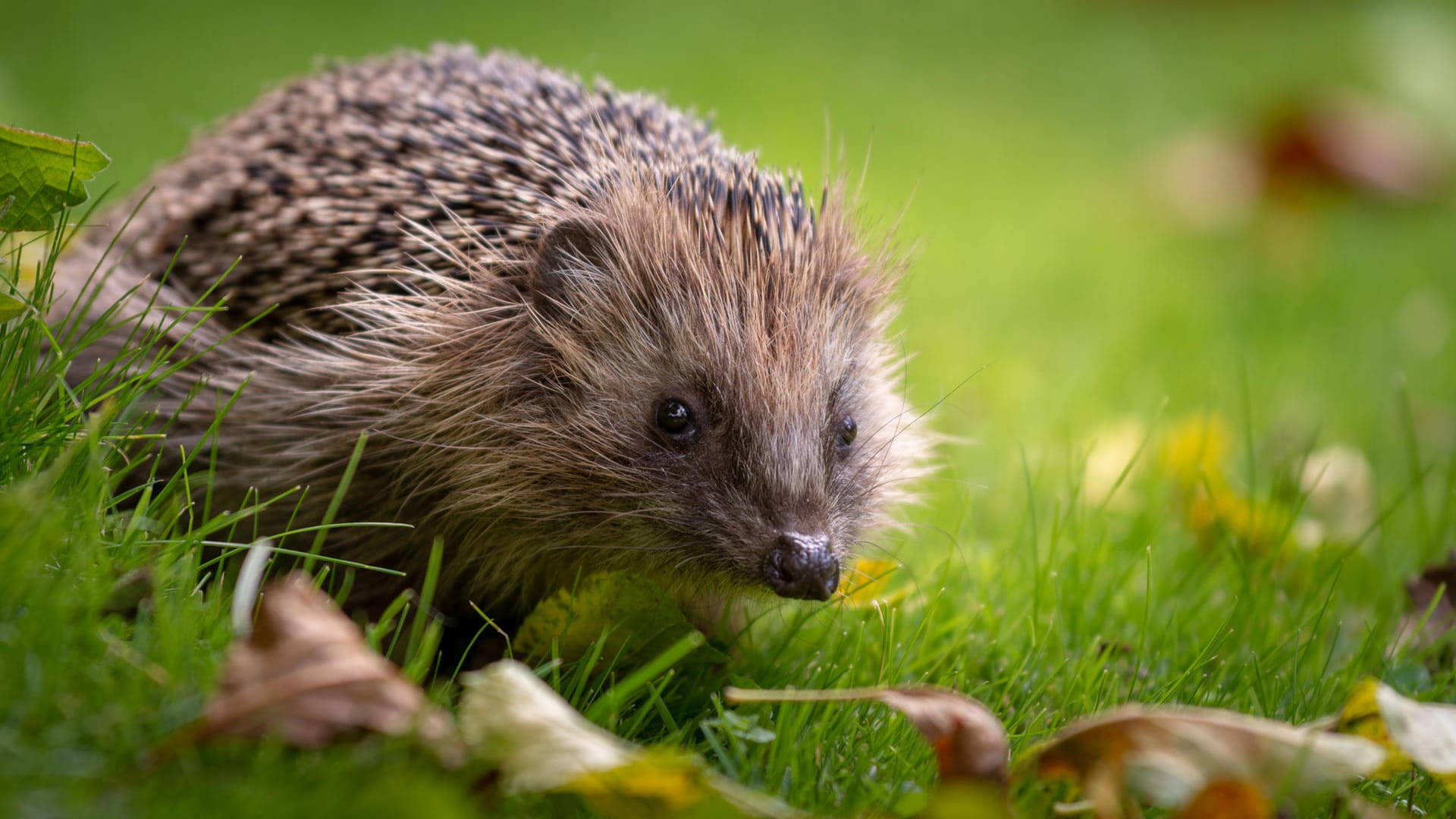 Igel: Der Insektenfresser weiß Verstecke für seinen Winterschlaf zu schätzen.