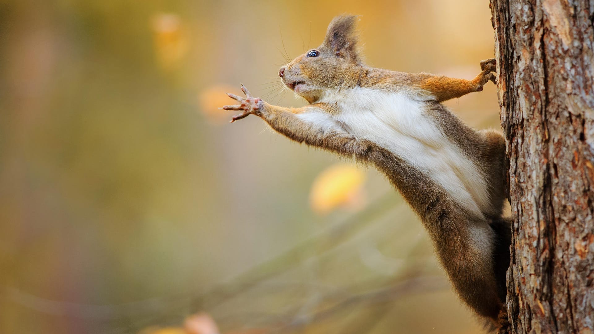 Eichhörnchen: Die Nagetiere brauchen vor allem Bäume zum Klettern und Verstecken.