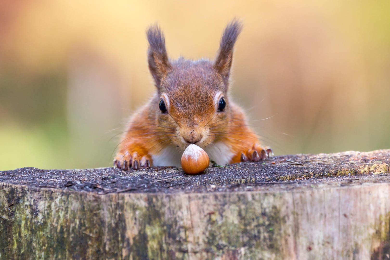 Eichhörnchen: Die Nagetiere mögen vor allem Nüsse.