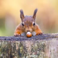 Eichhörnchen: Die Nagetiere mögen vor allem Nüsse.