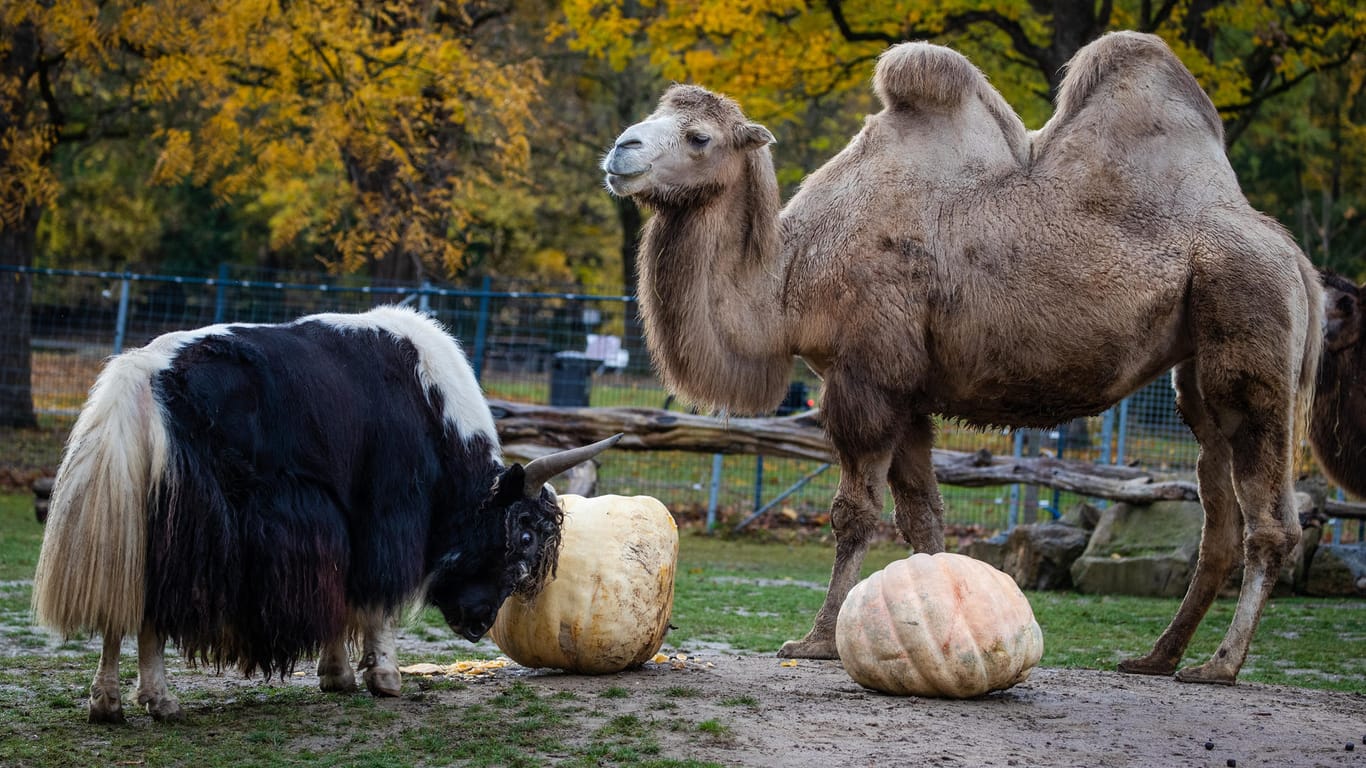 Ein Kamel und ein Yak-Bulle der Wilhelma neben Riesenkürbissen: Das Futter wurden dem Zoo geschenkt.