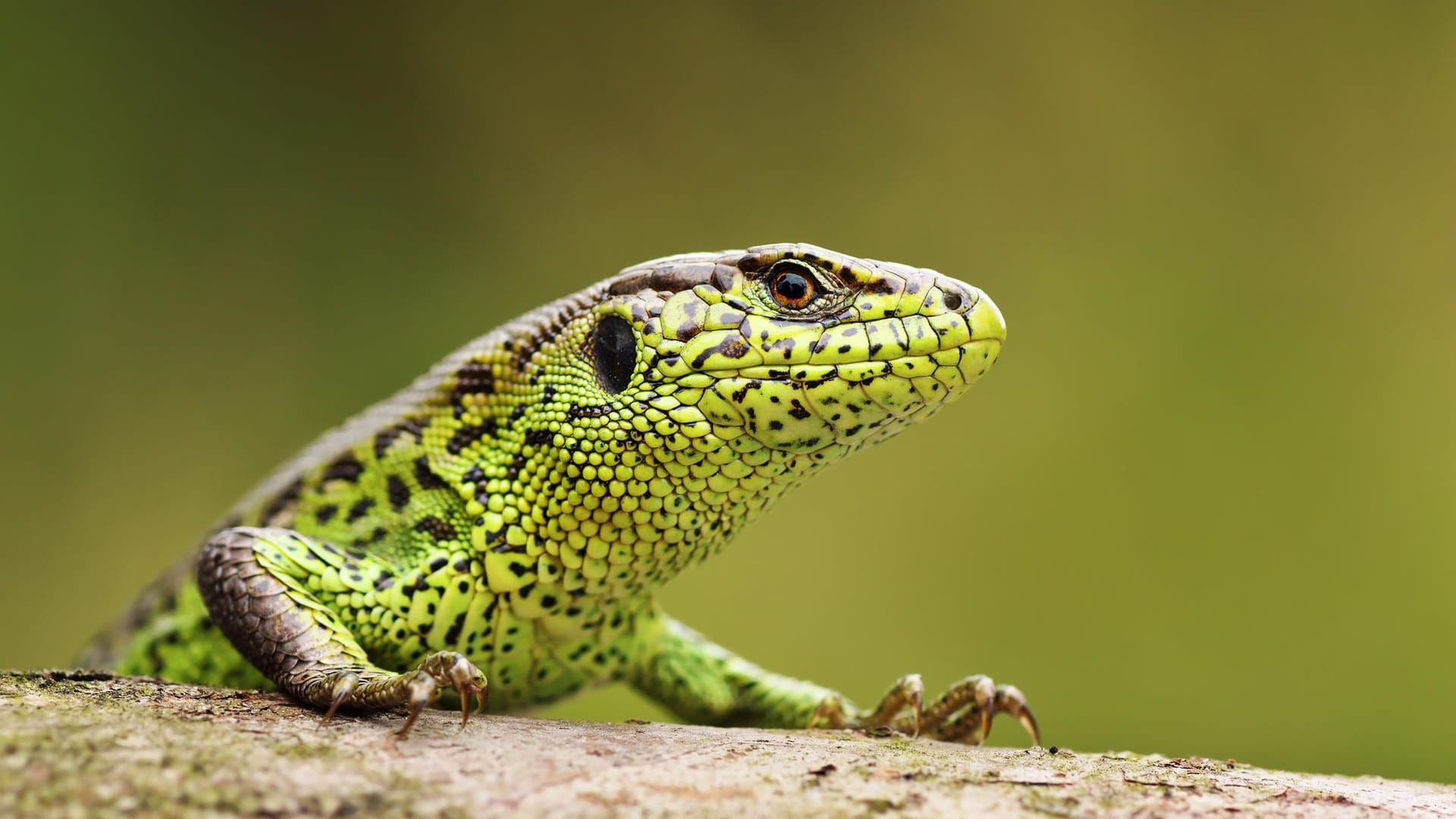 Zauneidechse: Die Reptilien brauchen sonnige Plätze.