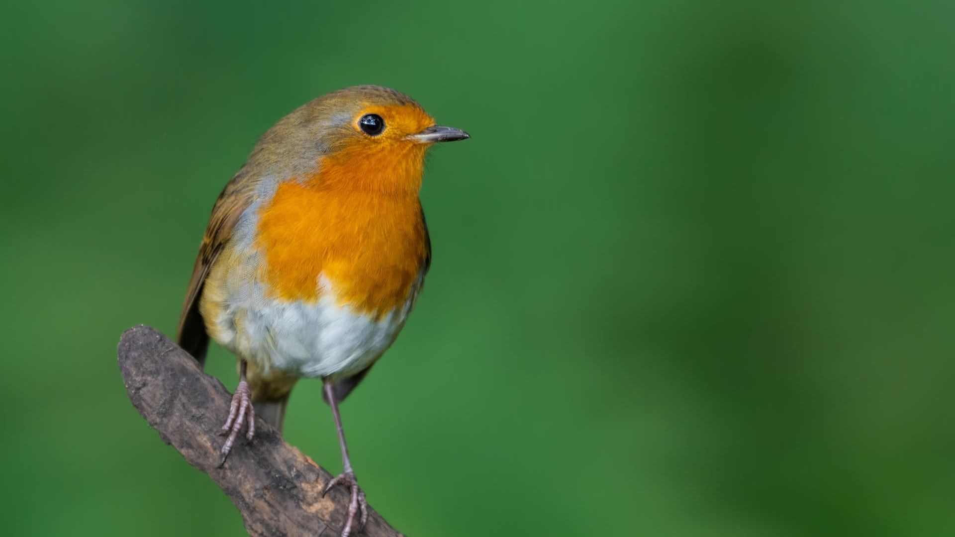 Rotkehlchen: Vögel brauchen eine Wasserstelle zum Baden und Trinken.