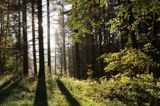 Die Sonne scheint in einem Wald zwischen Bäumen hindurch