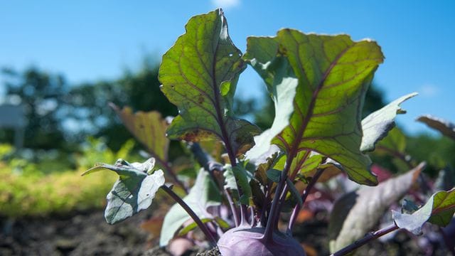 Blauer Kohlrabi: Er schmeckt nicht nur gut, sondern sieht auch noch dekorativ aus.